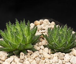 03118 haworthia pulchella spitskop w anysberg