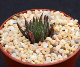 03134 haworthia monticola midgatta nn nuwekloof pass 34 km from r57 toff