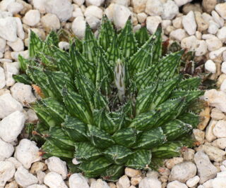 03220 3 haworthia marumiana marmorata tierberg ne of prince albert