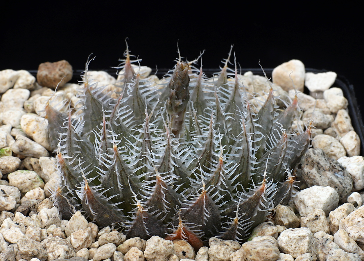 03239 haworthia decipiens var cyanea virginea nn near tierberg 24 km ne of prince albert ib07107