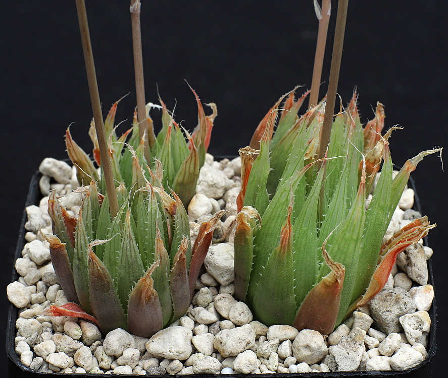 03320 haworthia cooperi var gracilis caerulea helspoort upper w facing mbb7051
