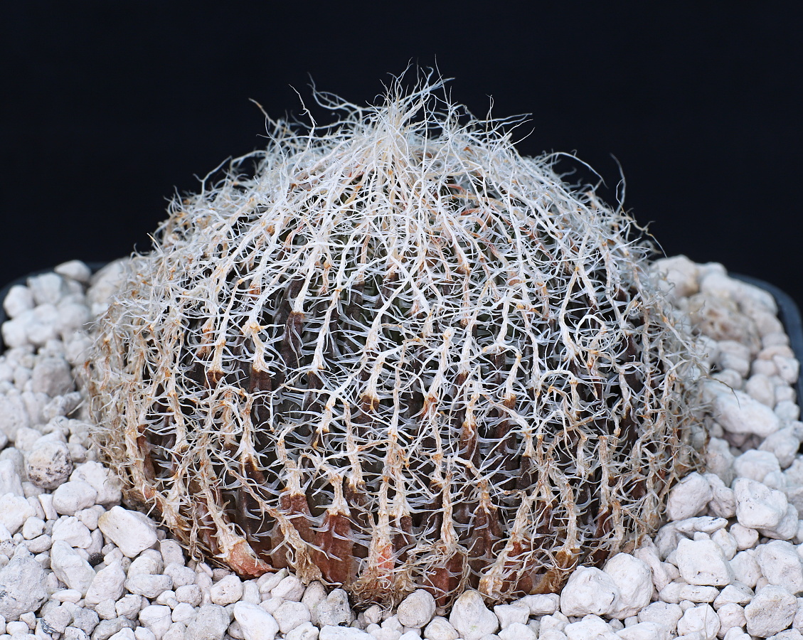 00414 haworthia arachnoidea var setata rsa e of de rust