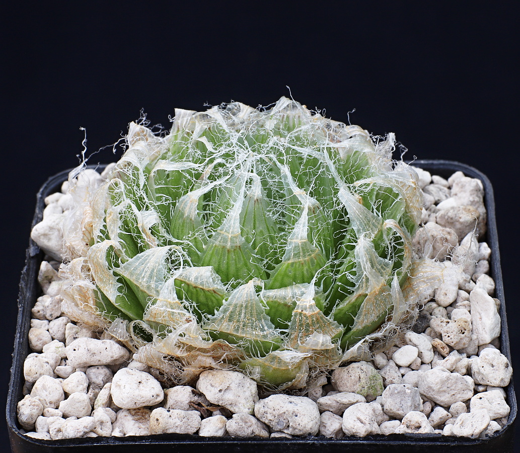 00598 5 haworthia semiviva biesiespoort s of victoria west lav29094