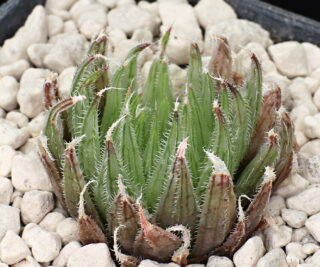 01054 haworthia cooperi var isabellae ciliata on rock face s of klipfontein w of de plaat mbb7017