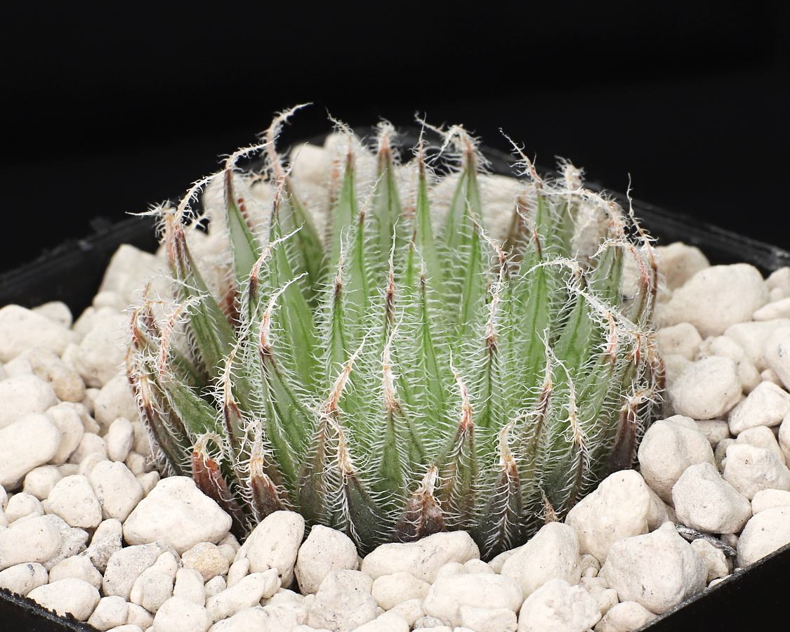 01054 x haworthia cooperi var isabellae ciliata on rock face s of klipfontein w of de plaat mbb7017