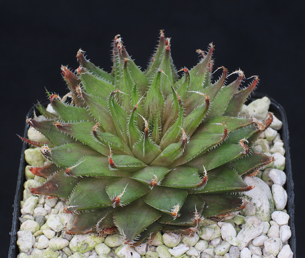 01133 haworthia cooperi var isabellae patriae nn rockland heights 4 km e of patensie dmc08623