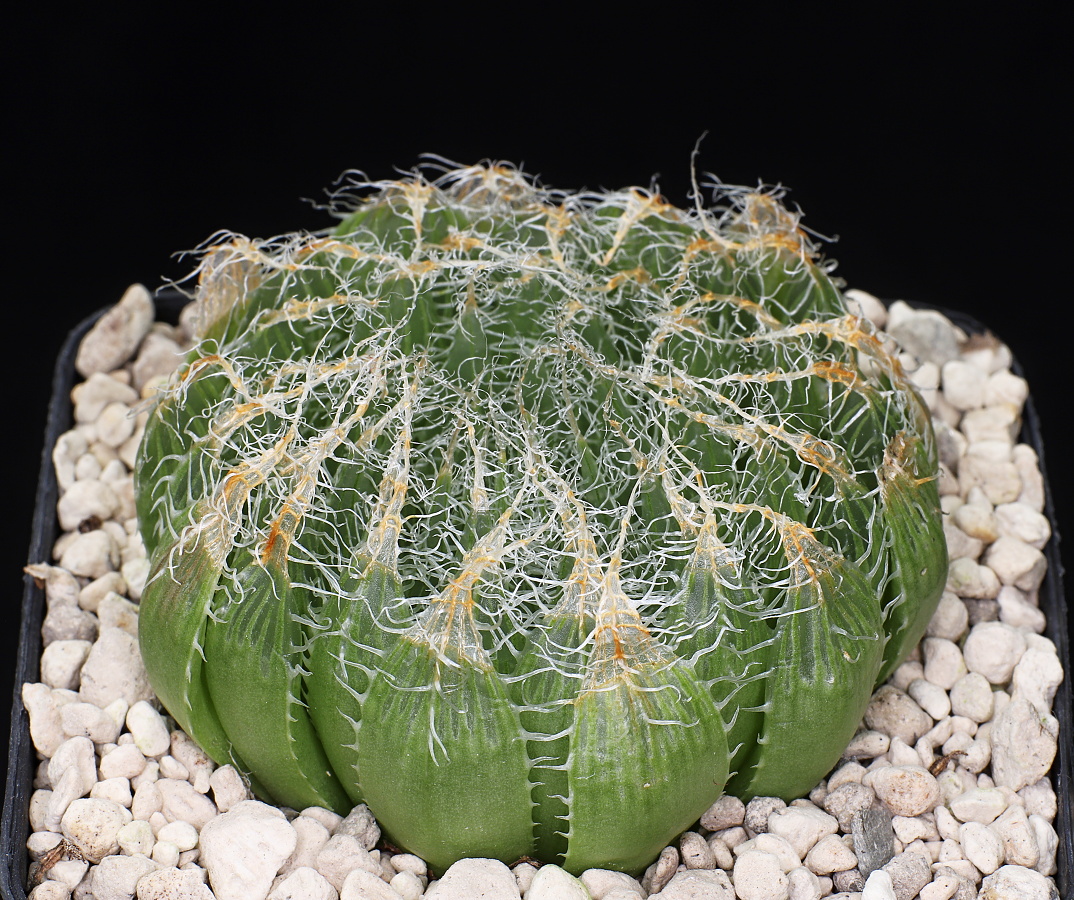 01296 haworthia blackbeardiana aff s of aliwal north dmc13823