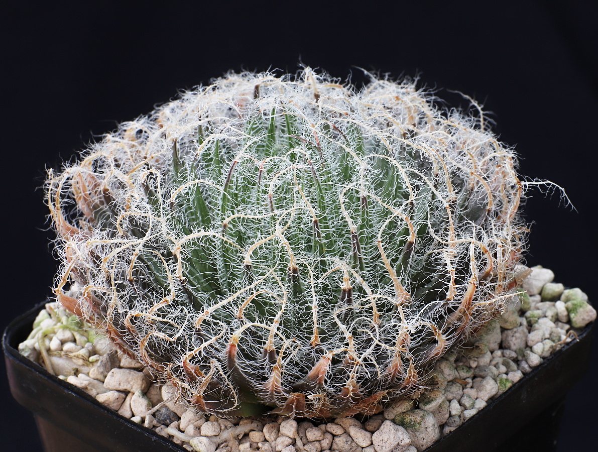 02154 5 haworthia bolusii odyssei skietfontein se of pearston ib12597