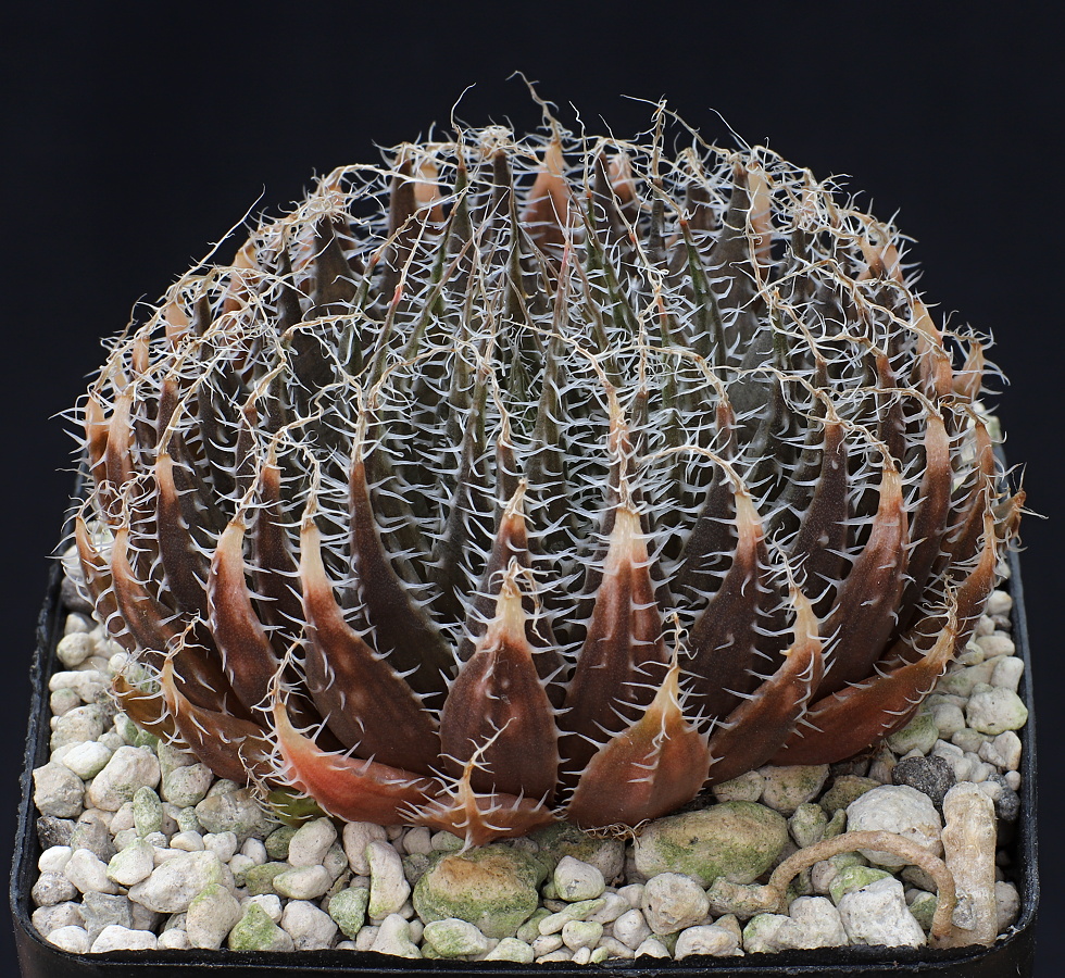 02277 5 haworthia arachnoidea angiras matjiesvlei nw of calitzdorp into the valley on wfacing slope ib06591
