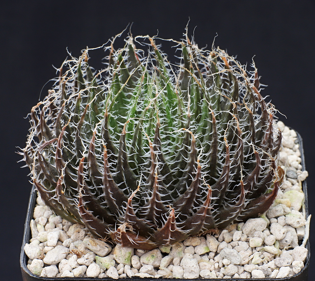 02277 6 haworthia arachnoidea angiras matjiesvlei nw of calitzdorp into the valley on wfacing slope ib06591