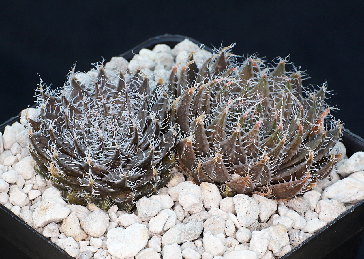 03257 haworthia arachnoidea scottii near dongas station se calitzdorp