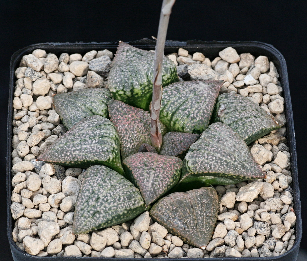00434 2 haworthia picta tricolor rooiberg pass 26 km sws of calitzdorp gm256
