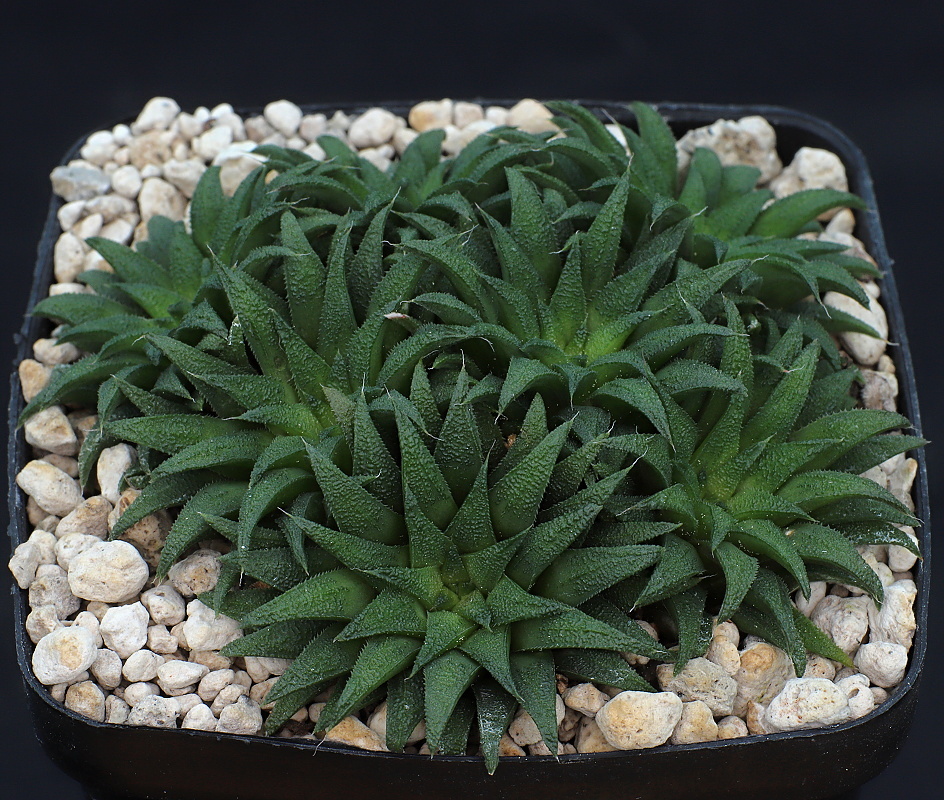 00438 cl1 haworthia parksiana little brakrivier lost location because of road work