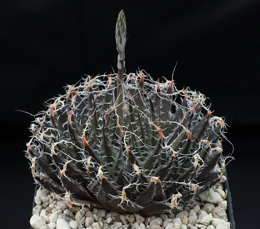 00741 haworthia arachnoidea limbata dimorphoides se of de doorns w of osplaas tunnel mbb6697