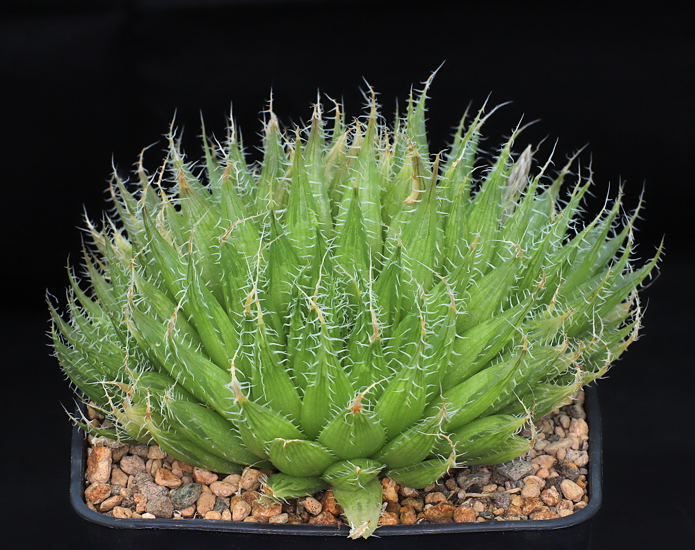 00834 haworthia decipiens var virella mollis waterford ib06995
