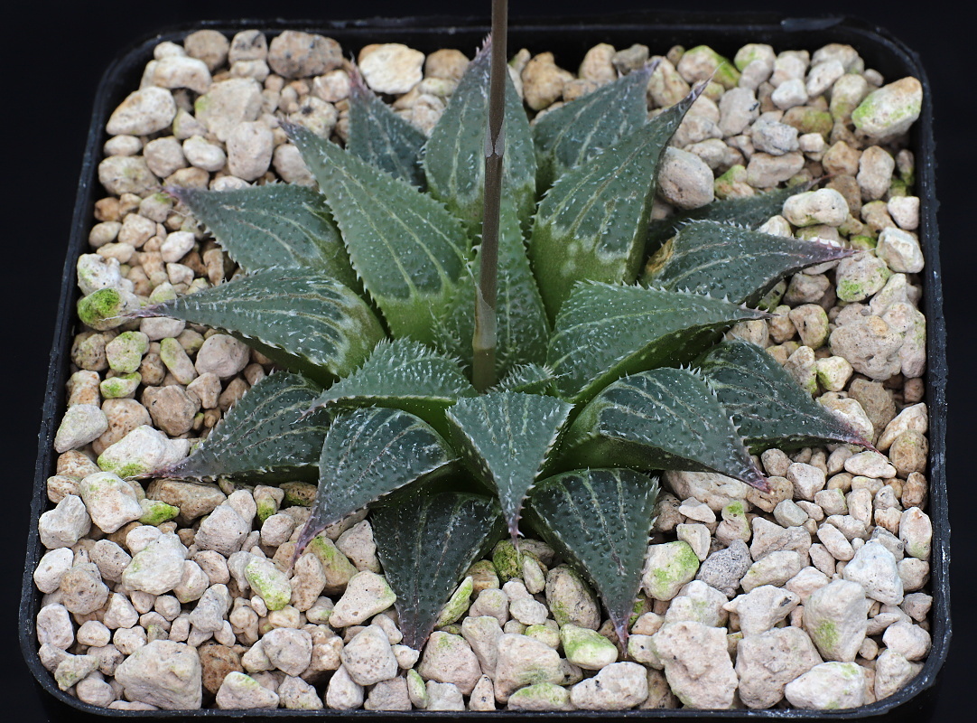 01089 haworthia emelyae var major wimii s of muiskraal 20 km nwn of riversdale jdv90 019