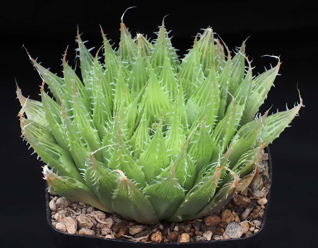 01161 haworthia blackbeardiana batteniae immediately se of cradock on road n10