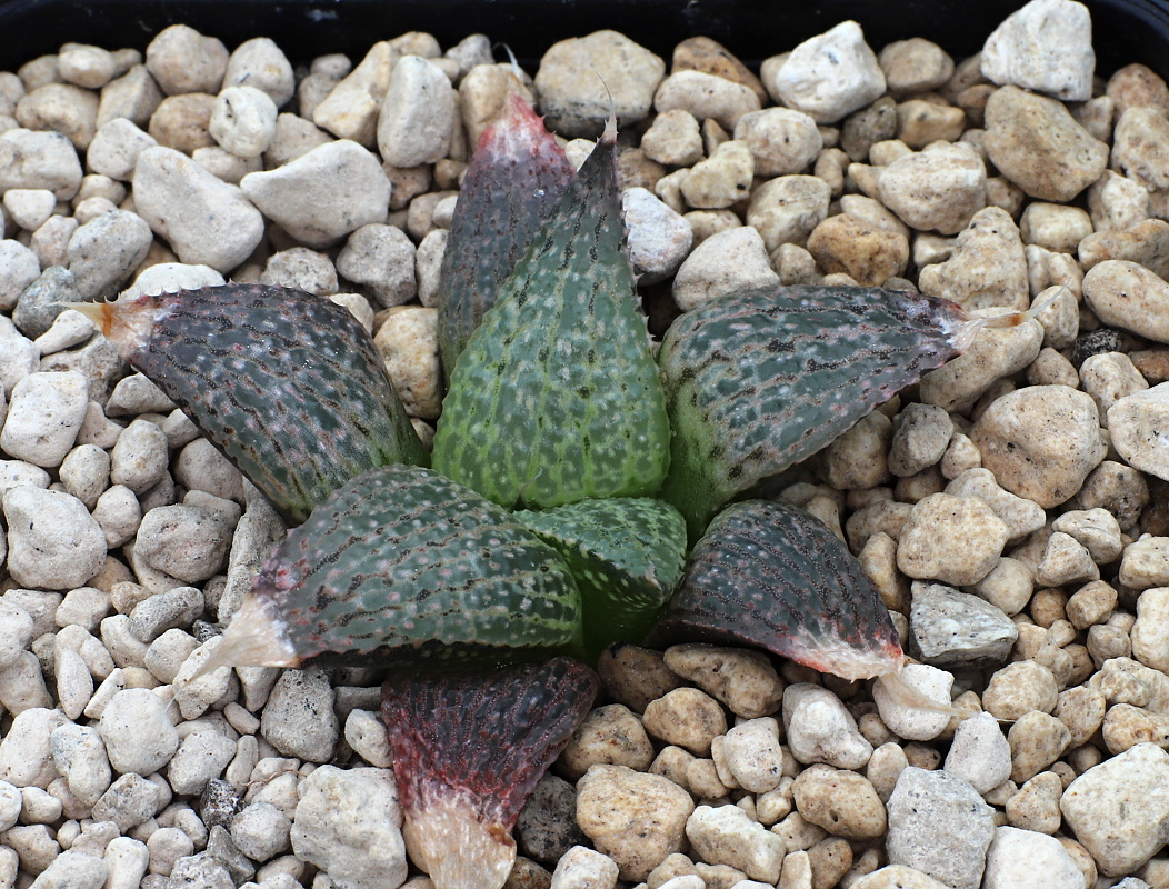 01270 haworthia pygmaea var esterhuizenii tl e of albertinia dmc10246