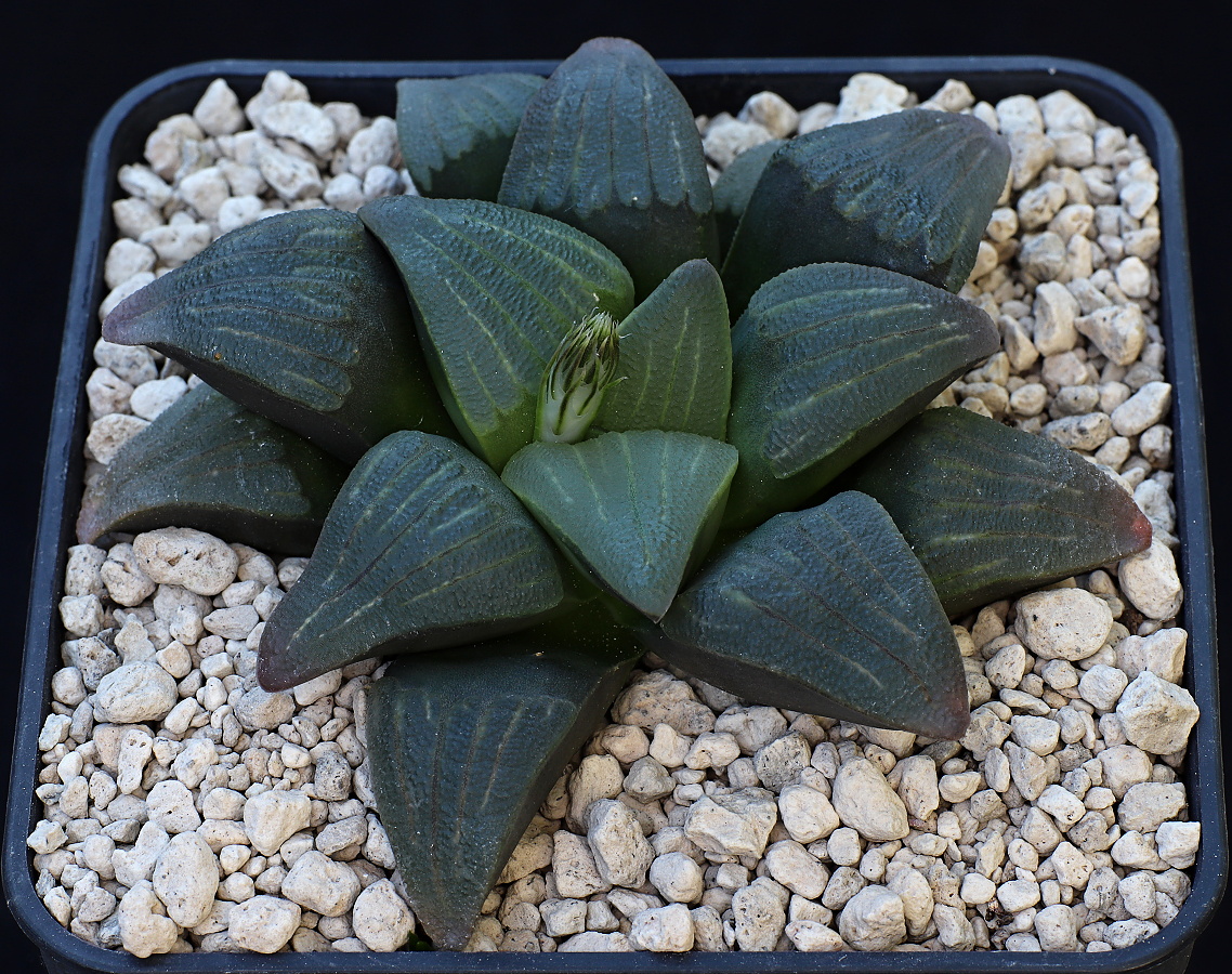 01292 haworthia mirabilis var atrofusca enigma 6 km nw of riversdale rocky slope western cape rsa rh1035