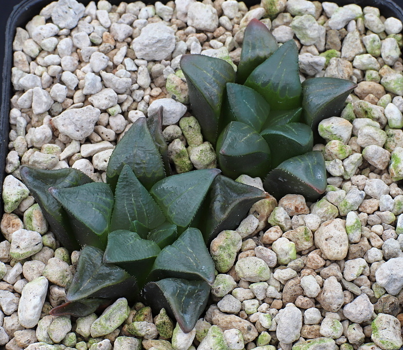01384 2 haworthia retusa var nigra chromutica diepkloof morning star s of heidelberg dmc12742