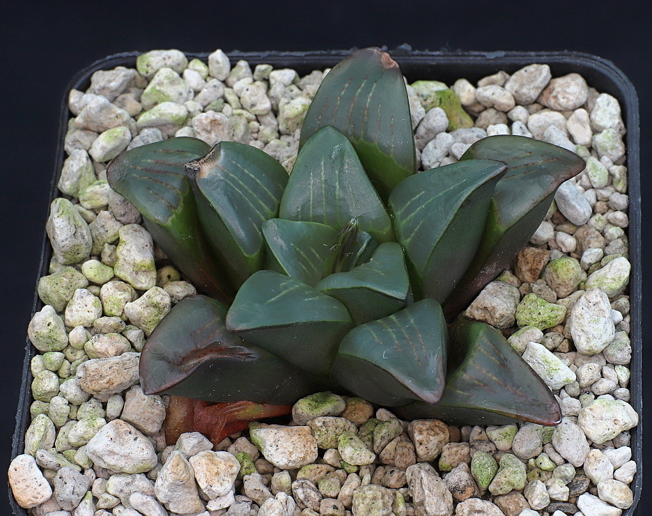 01384 haworthia retusa var nigra chromutica diepkloof morning star s of heidelberg dmc12742