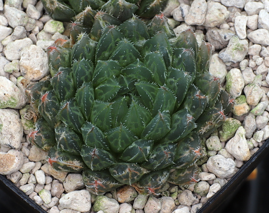 01487 haworthia cooperi var gordoniana tl zuurbron top of the hill dmc11040