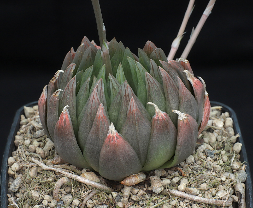 01492 2 haworthia cooperi var picturata kouga river at riverside ib13740
