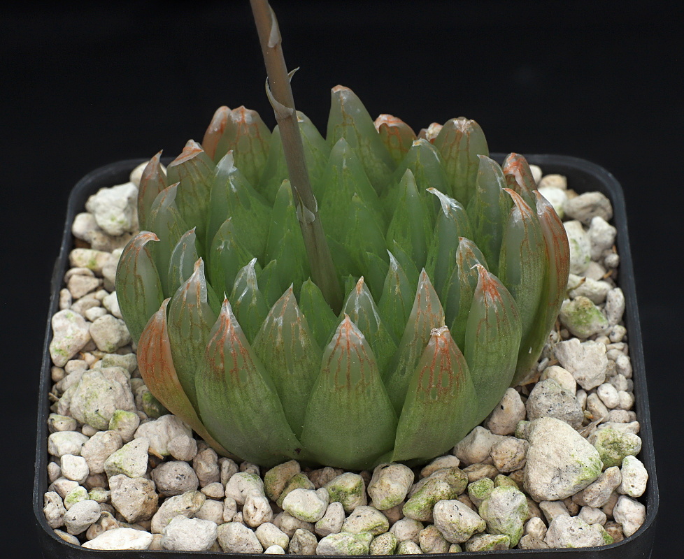01492 haworthia cooperi var picturata kouga river at riverside ib13740