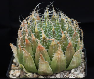 01921 haworthia decipiens var virella regina just n of klipplaat ib06575