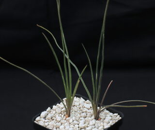 01943 haworthia blackburniae var graminifolia schoemanspoort pv sn
