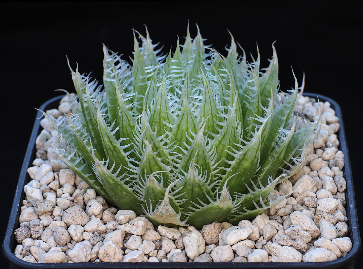02079 haworthia decipiens 14 km sww of prince albert vdv045