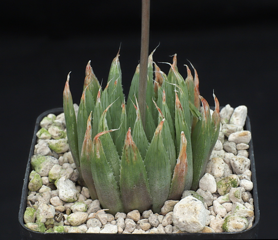 02110 haworthia cooperi var gracilis caerulea 2 km n of the entrance to helspoort nw of grahamstown ib06987