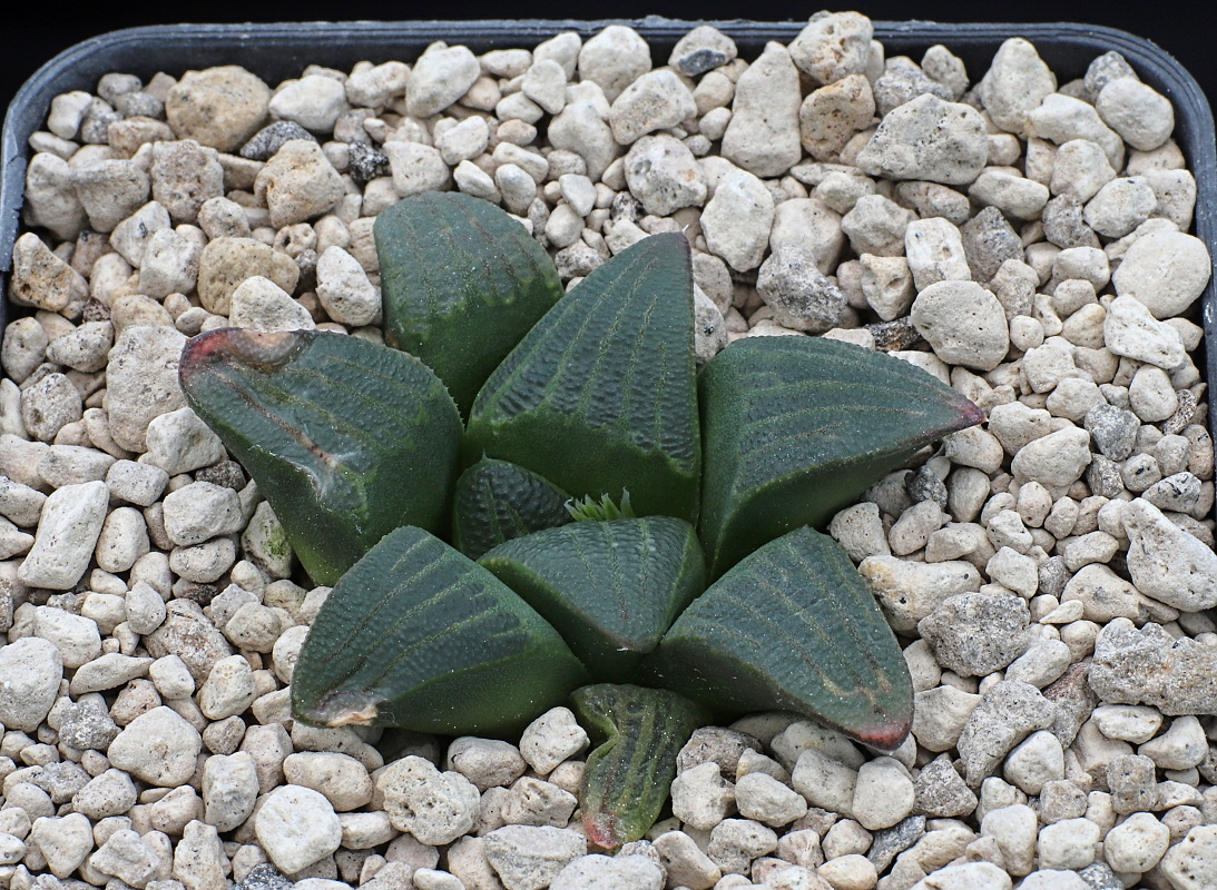 02301 haworthia mirabilis var atrofusca enigma 8 km nw of riversdale corrente river jdv92 097