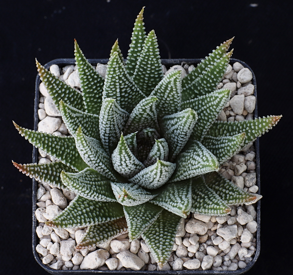 02335 2 tulista minima swellendam