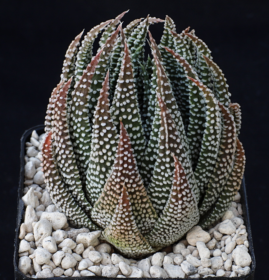 02335 4 tulista minima swellendam