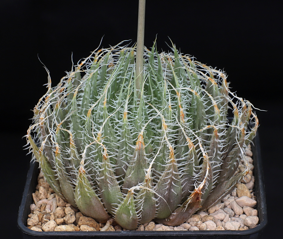 02466 haworthia decipiens var virella kemari meerlust n of jansenville dmc10988