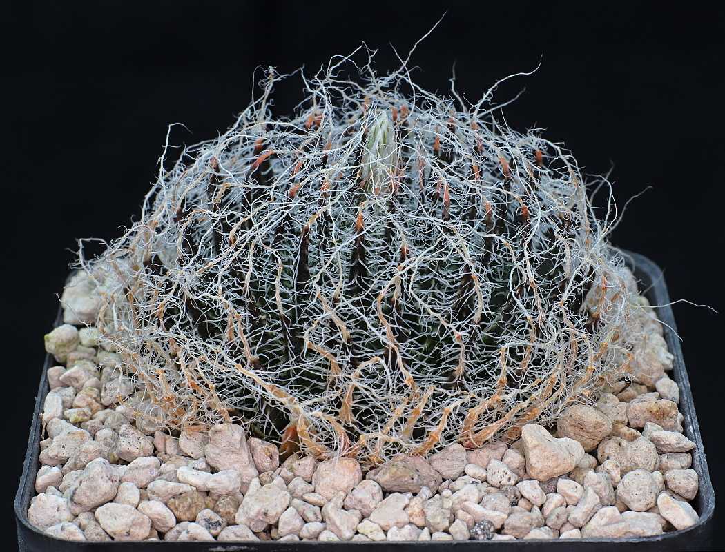 03131 haworthia arachnoidea var setata 2 km e vlakteplaas e de rust 1108