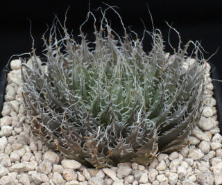 03133 haworthia decipiens aff oudtshoorn t off from r57 willowmore to uniondale 1110