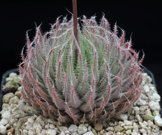 03313 haworthia tenera hunts drift sw of peddie n2 405