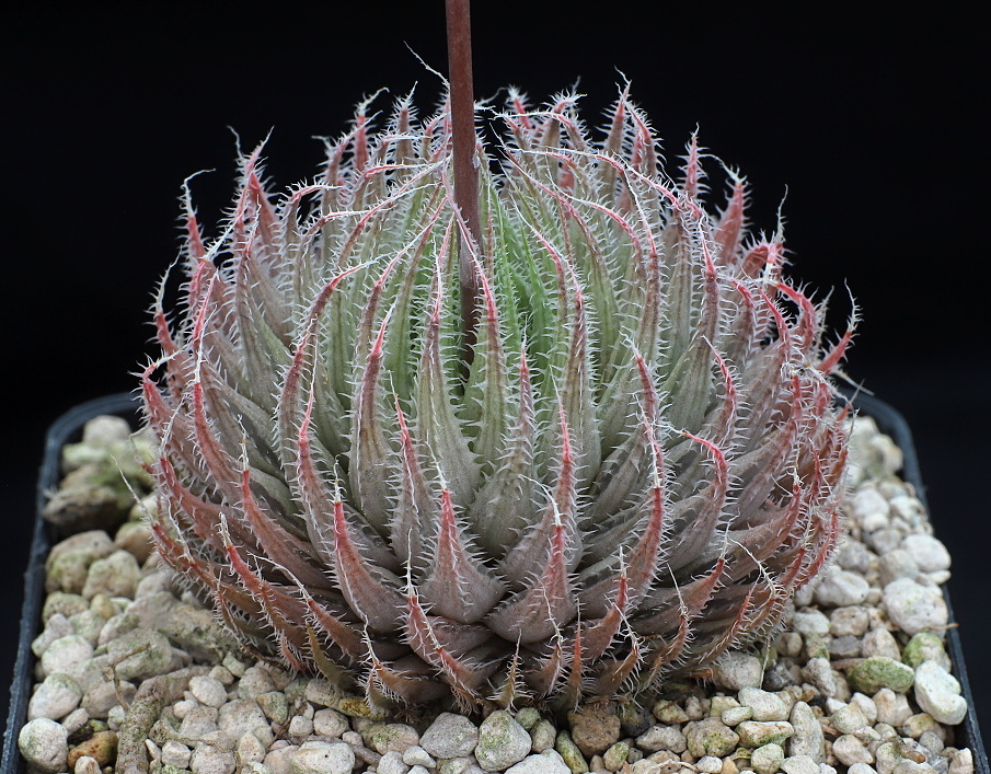 03313 haworthia tenera hunts drift sw of peddie n2 405