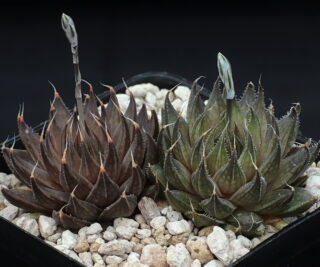 03325 haworthia arachnoidea scottii gamka east road se of calitzdorp jdv92 057