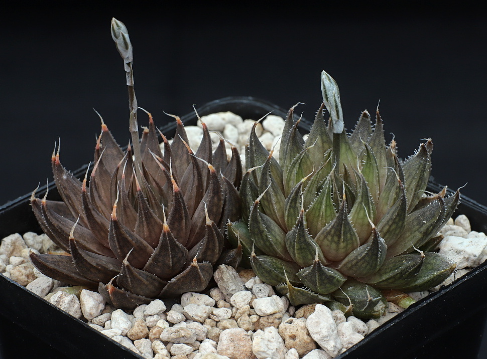 03325 haworthia arachnoidea scottii gamka east road se of calitzdorp jdv92 057