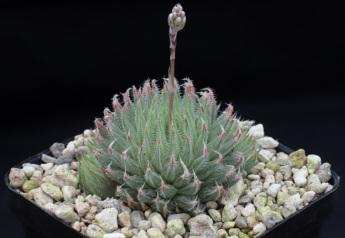 03355 haworthia tenera 2 km s of n2 along banks of fish river dmc08656
