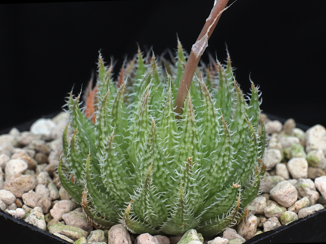 03390 haworthia herbacea sandberge e of worcester jdv85 012