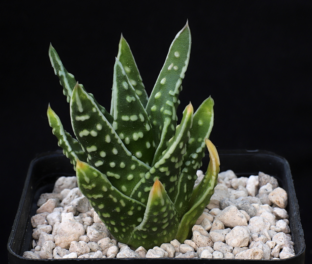 x01764 1c tulista marginata x kingiana