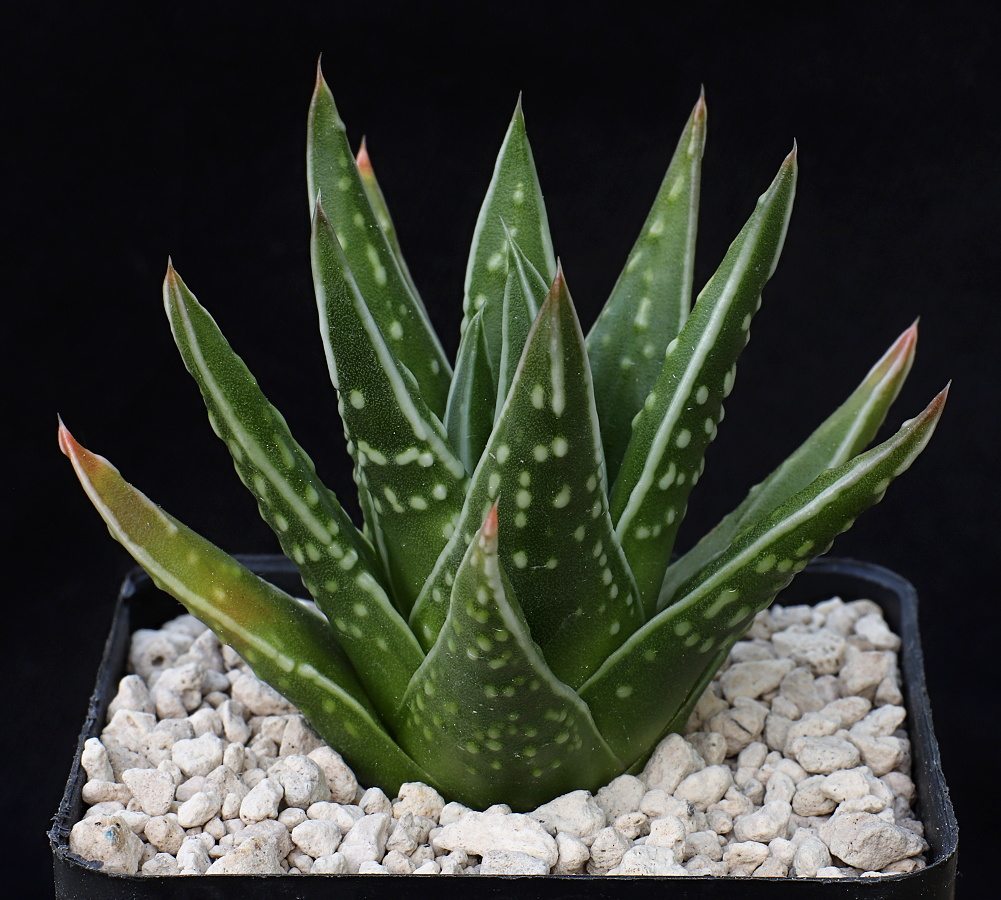 x01764 2c tulista marginata x kingiana