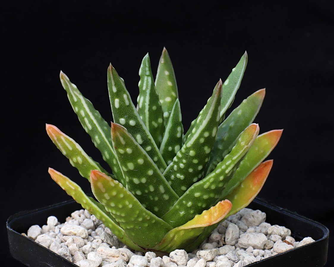 x01764 4c tulista marginata x kingiana
