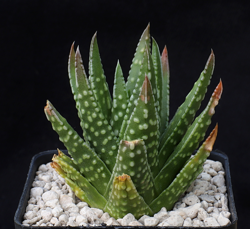 x01764 5c tulista marginata x kingiana