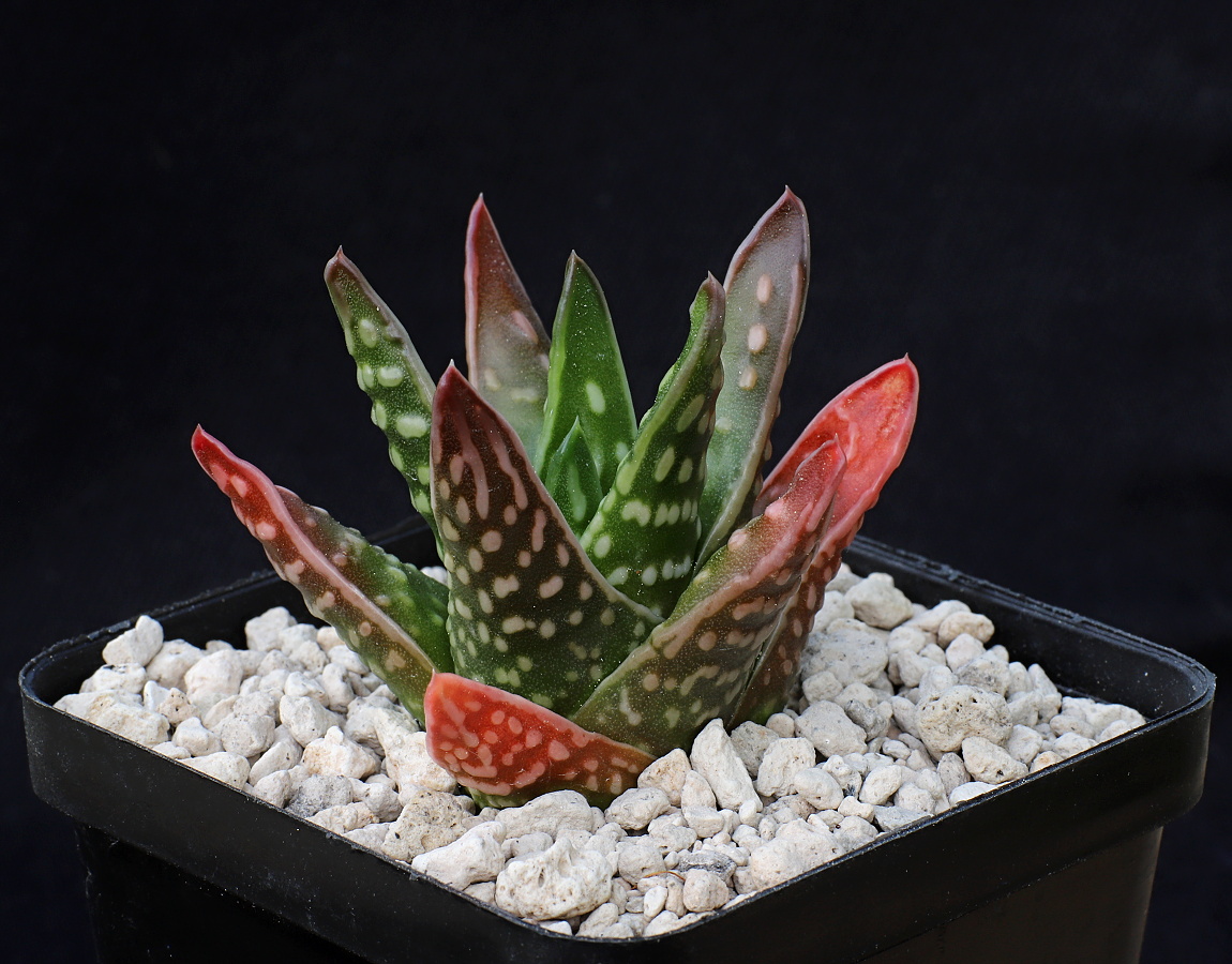 x01764 8c tulista marginata x kingiana