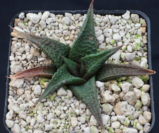 x01765 haworthiopsis limifolia ib6746 x koelmaniorum